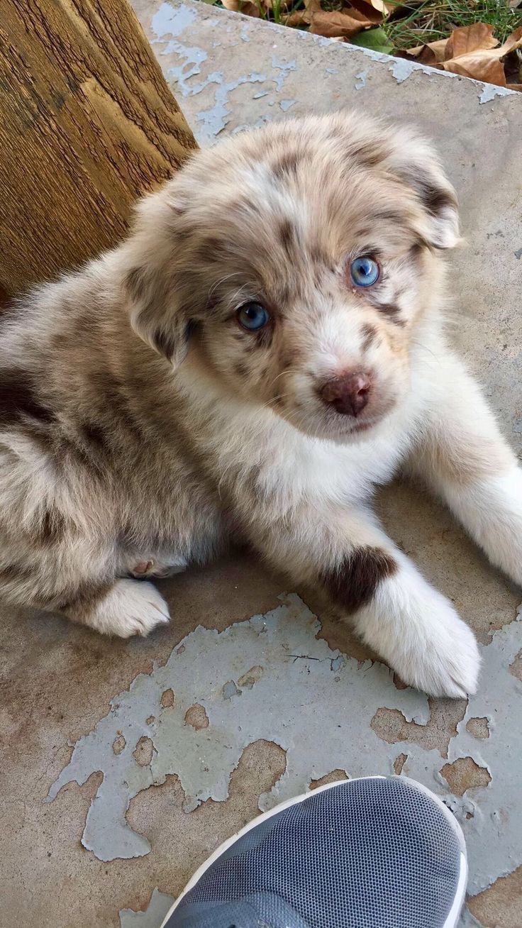 Australian Shepherd puppy