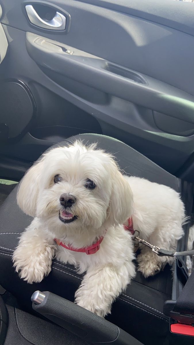 Daisy the Maltese