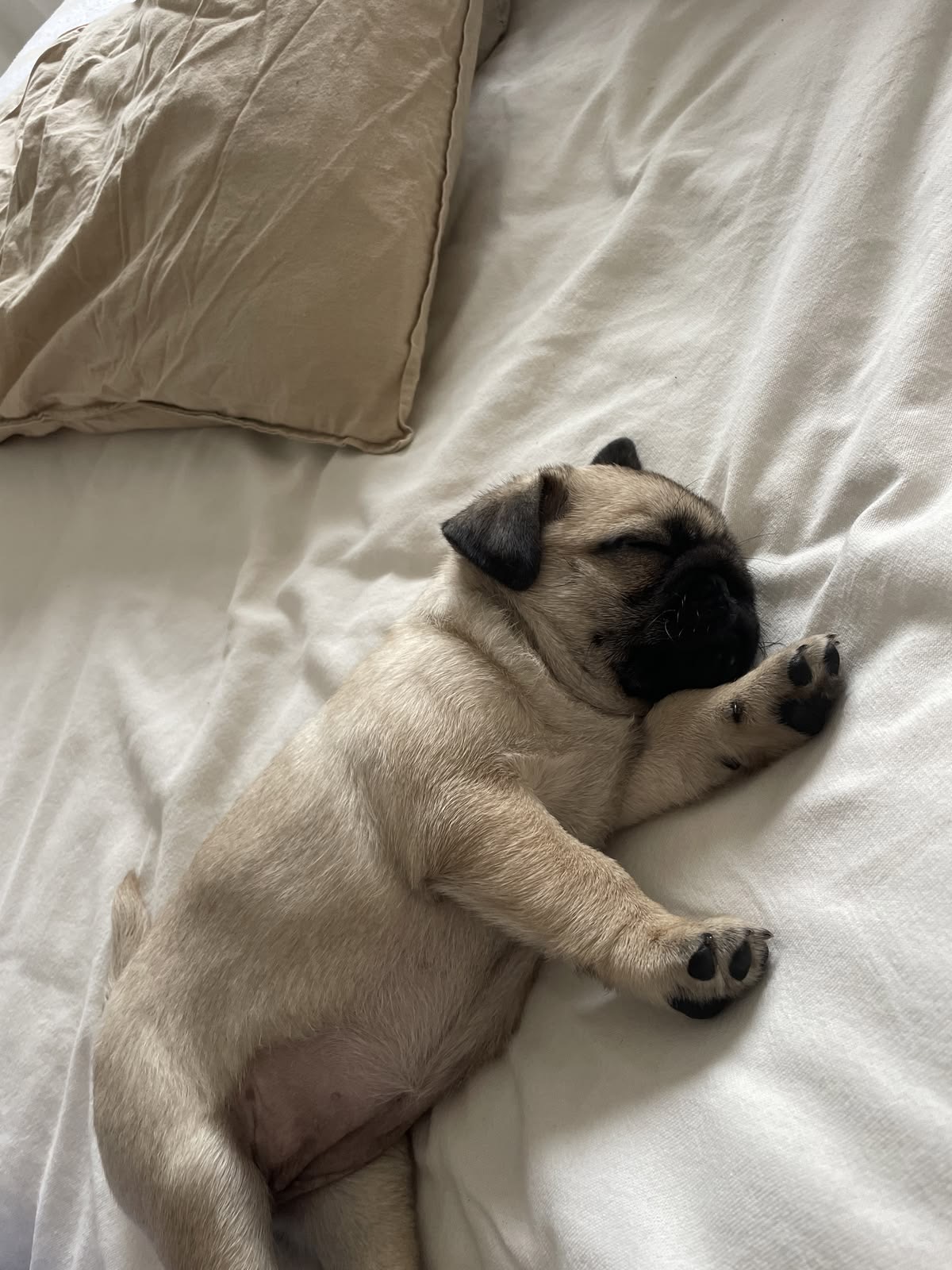 Sleeping pug puppy