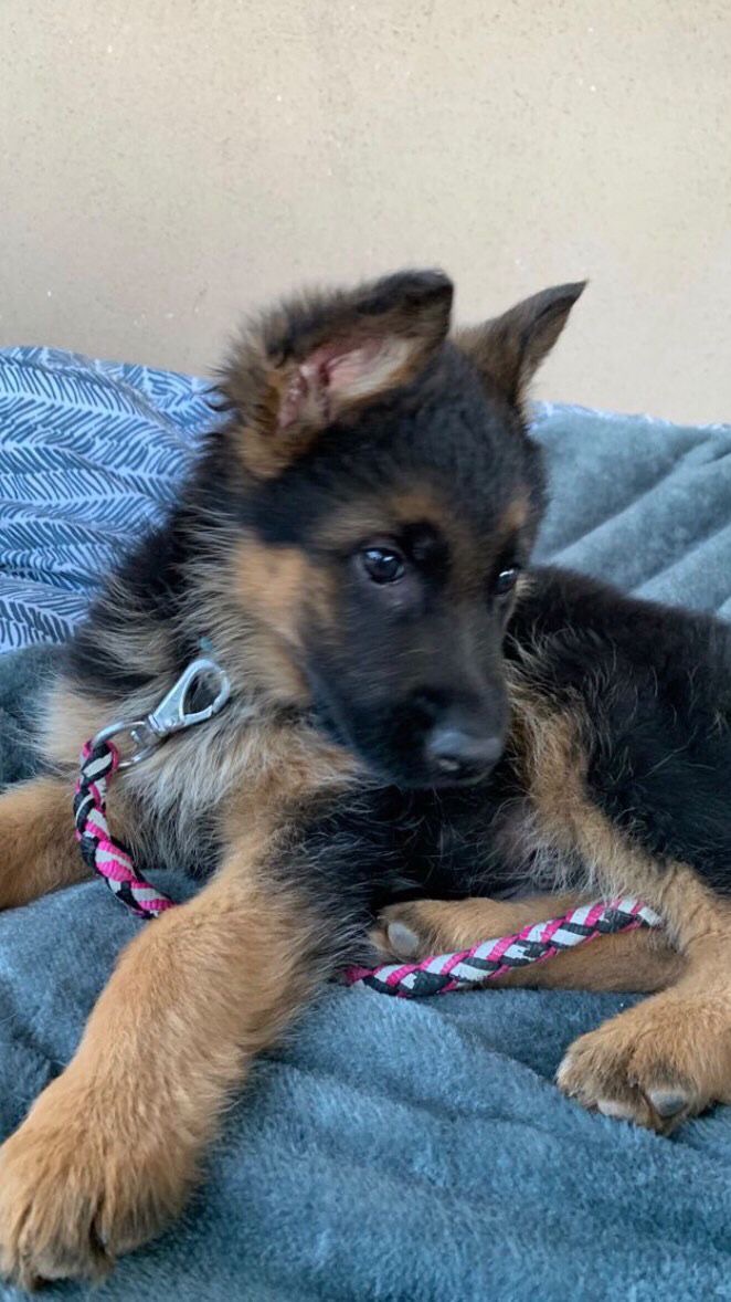 Bear the German Shepherd